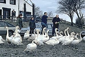 Recording a swan flock