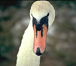 Mute Swan